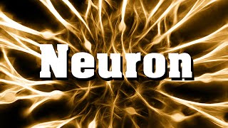 Neurobiologie Das Neuron Nervenzelle [upl. by Nnylacissej]