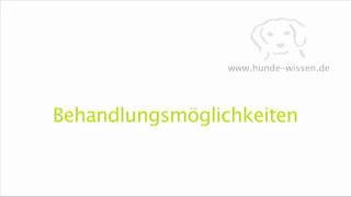 Arthrose bei Hunden [upl. by Marilee]