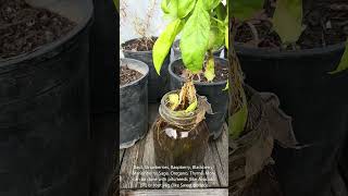 Water Propagation Edible Fruit amp Veg waterpropagation [upl. by Behre]