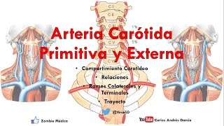 Anatomía  Compartimiento Carotídeo y Arterias Carótida Común y Externa [upl. by Abihsot]