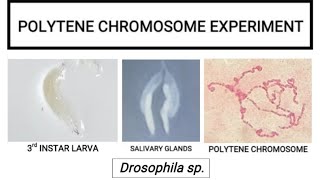 Polytene Chromosome of Drosophila [upl. by Ayotak]