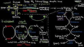 BIOCHEM 42  Pentose Phosphate Pathway [upl. by Eeimaj556]