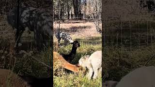 The ladykin alpacas foraging in the creek [upl. by Ayhtnic626]