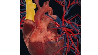 Structure of the whole heart  Internal and External  viralvideo anatomy trending youtube [upl. by Luwana]