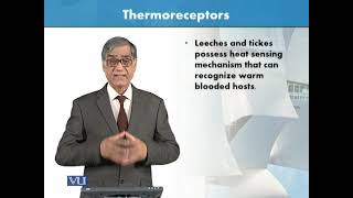 Thermoreceptors  Animal Form amp Function 1 Theory  ZOO516TTopic068 [upl. by Thane]