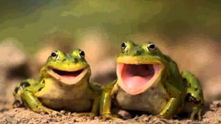 Frogs Ribbit Sound Effect Royalty Free [upl. by Pearlman]