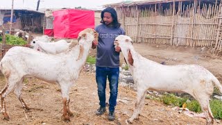 Lo Bhai Maal Agya  Qurbani Ka  Desi Chatre  Makhi Chena khasi Bakre  Shahpur Kanjra Lahore [upl. by Theola]