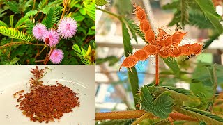 How to collect Mimosa pudica plant seeds [upl. by Ilsel]