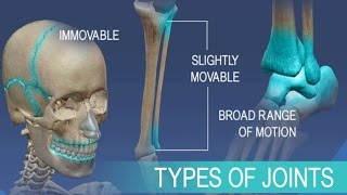 Anatomy and Physiology of Articulations Joints [upl. by Manuel]