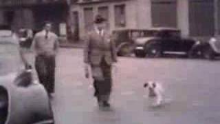 Epagneul BretonBrittany Spaniel Show 1946 Rennes France [upl. by Rafaello617]