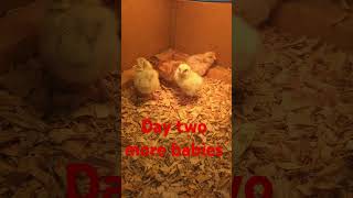 baby chickens nov 21 [upl. by Katzen]