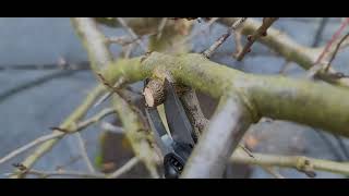 How to Prune PLUM Trees the Perfect way how to prune a plum tree [upl. by Almita]