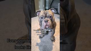 A Bully WITHOUT cropped ears 🐰🐰🐰 dog dogs americanbully [upl. by Hayashi]