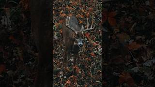 The Perfect Snort Wheeze Buck Deer Vocalizations Audio hunting hunting deer [upl. by Ylrevaw]