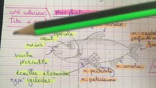 Tp zoologie L2 SNV  l’Allache Saredinella aurita 🐟✨ [upl. by Nilrah]