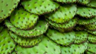 11 Impressive Benefits Of Nopales  Nopal Cactus Health Benefits [upl. by Kcirdec233]