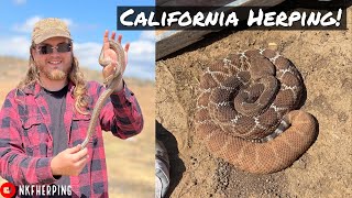 Looking for Snakes Under Garbage in Southern California Rosy Boa Red Diamond Rattler and More [upl. by Izawa]