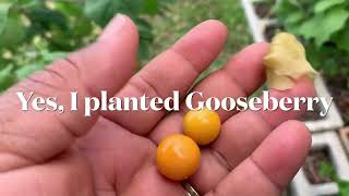 Growing Cape Gooseberry in my Garden  South Florida Garden [upl. by Adekram714]