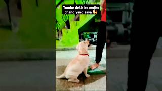 Shiro ko dekh ke kya yaad aaya music love song dog cute doglover trending shortsfeed [upl. by Natale]