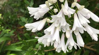 Agapanthus and Crinum I love my ornamental flowers as well [upl. by Etnuad]