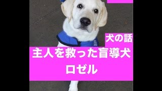 【泣ける犬の話】主人を救った盲導犬ロゼル [upl. by Ano779]