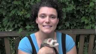 How to tame a ferret  wwwFerretWorldcom [upl. by Tychonn]