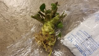 E07  Growing Wasabi at Home starting a wasabi rhizome Part 1 [upl. by Oiredised589]