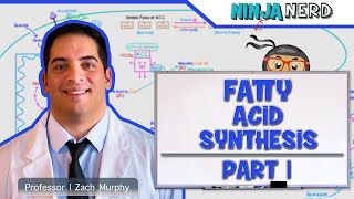 Metabolism  Fatty Acid Synthesis Part 1 [upl. by Nojed111]