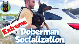 Socializing a 16WeekOld Doberman with Zeta [upl. by Eillam]