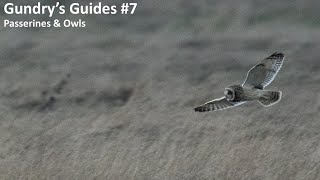 Gundrys Guides 7 Passerines and Owls [upl. by Jarita855]