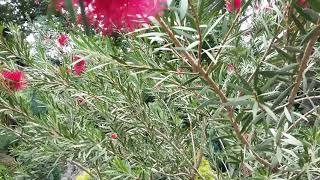 Callistemon კალისტემონი [upl. by Osei]