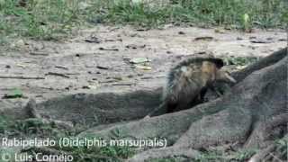 Rabipelado  Didelphis marsupialis  Conmon Opossum [upl. by Delila]