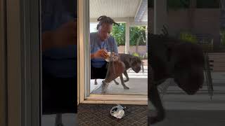 How to fix a screen door with two doors in your face 🐶🚪🪡 fixit bigdog door [upl. by Rilda]