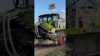 Claas Jaguar 990 Forage Harvester rolling into the field [upl. by Soane]