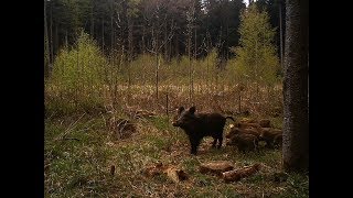 Jagdmomente 2014  Hunting Moments Roe Deer Hunting Rådyrjakt bukkejakt [upl. by Ettevey42]