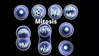 What happens in the four stages of mitosis [upl. by Ailem918]