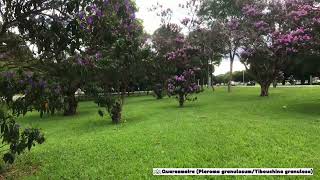 Árvores em Brasília Quaresmeira Tibouchina granulosa [upl. by Adnauqahs768]