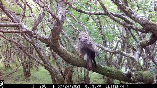 Buzzard having a good preening session on its regular perch Isle of Skye [upl. by Charleen]