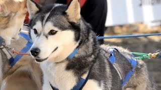 Born to Run Dryland Dog Mushing  Carting National Championship [upl. by Menon843]