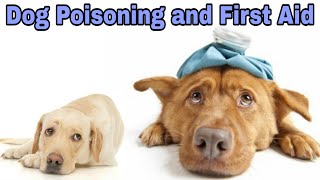 How to Treat a Poisoned Dog at Home  Dog Poisoning and First Aid  Happypet [upl. by Oisinoid]