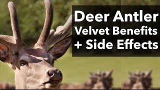 Deer Antler Velvet and Deer Antler Spray Benefits amp Side Effects [upl. by Adnil325]