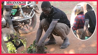 SIMULIZI YA MASIMBA ANAYEZIHAMISHA NYUKI KWA MIKONO [upl. by Drannek115]