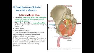 Lecture 4 Innervation Lymph nodes and Peritoneum of pelvis [upl. by Defant589]