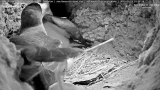 Bermuda Petrels Reunite Male Takes Over Incubation Duties – Jan 14 2019 [upl. by Neuberger]