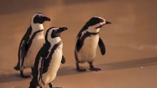 penguins world youtube youtubevideos penguin [upl. by Lenox809]