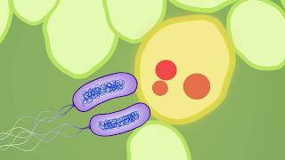 Evolution of plant pathogenic bacteria to defeat host resistance [upl. by Vedi385]