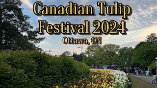 Canadian Tulip Festival 2024 from Ottawa Ontario [upl. by Dann]