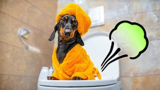 Pottys Occupied Cute amp funny dachshund dog video [upl. by Grossman]