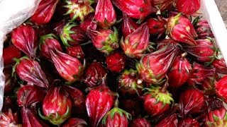 Roselle flower recipe desi style easy recipe ❤️ [upl. by Mirna]