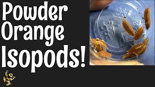 Powder Orange Isopods [upl. by Hailat828]